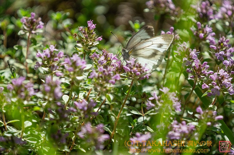 ../Images/7R240721 (41).jpg